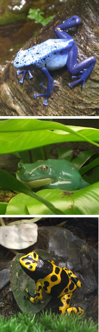 frog-a1.jpg